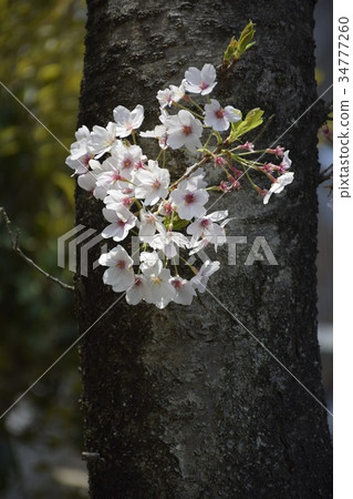 A branch of cherry blossoms that blooms on the trunk 34777260