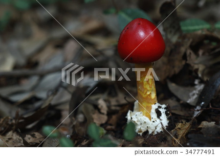 天然植物蛋出生打破蛋殼（外膜）...... 34777491