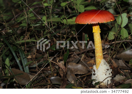 天然植物Tamagotake，帶有條紋邊緣的紅傘，帶有邊緣的紅黃色斑駁圖案，根部的白色苔蘚...... 34777492