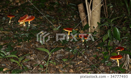 自然植物我被一個蘑菇，一個看起來很美味的蘑菇撿起後，在森林深處迷路了...... 34777493