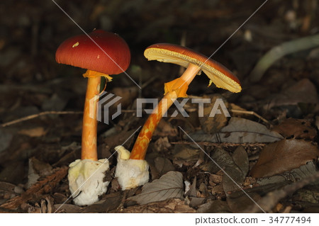 自然植物卵子並排生長。如果你找到一個，你會發現很多 34777494