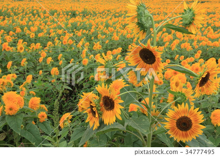 在Chikusei市的向日葵領域 34777495