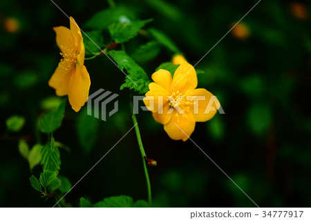 Yamaboki花 Yamaboki花 34777917