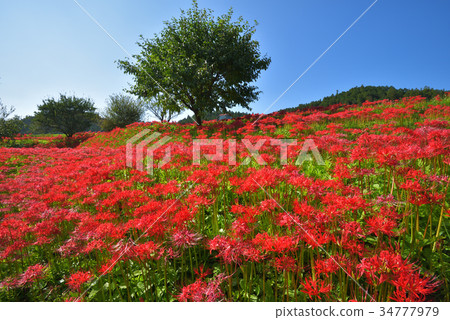 群島孤挺花那須町,栃木縣柏澤群花園 群島孤挺花那須町,栃木縣柏澤群花園 34777979