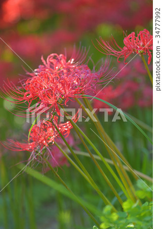 Cluster of cluster amaryllis Nasu-cho, Tochigi prefecture Kashiwazawa cluster flower park 34777992