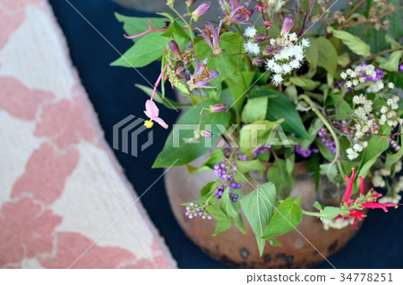 Autumn seven herbs 34778251