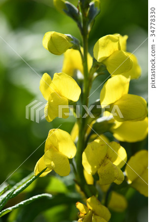 Wild boar of flowers Yamanogus of Rebun Island 34778330