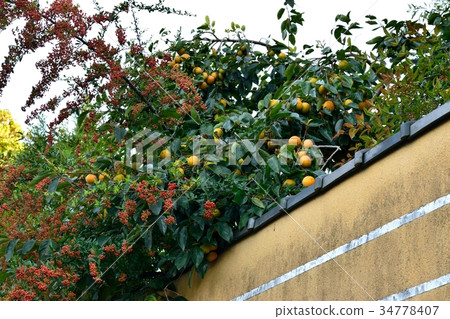 Persimmon tree 34778407