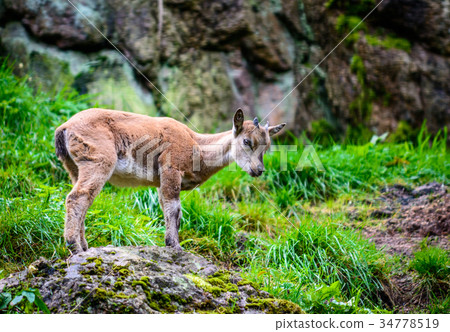 Himalayan blue sheep 34778519
