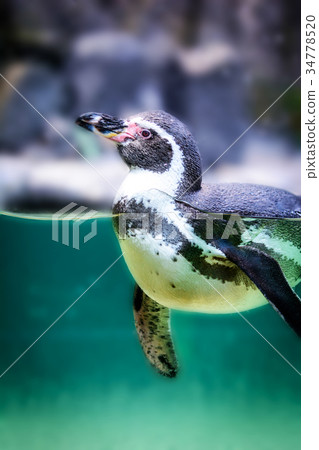Humboldt penguin in water 34778520