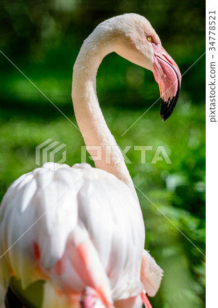 Bird American flamingo 34778521