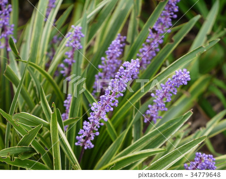 Jaburan Lilyope purple flower 3 34779648