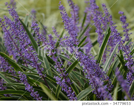 Jaburan Lilyope紫色花8 34779653