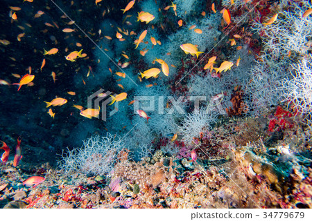 red orange anthias while diving maldives red orange anthias while diving maldives 34779679