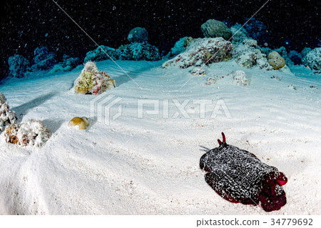 Red slug Nudibranch Hecabranhcus Sanguineus 34779692