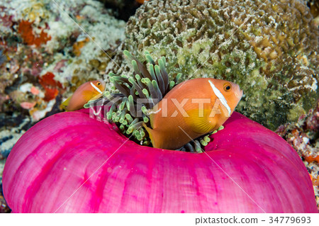 Clown fish inside red anemone in indonesia 34779693
