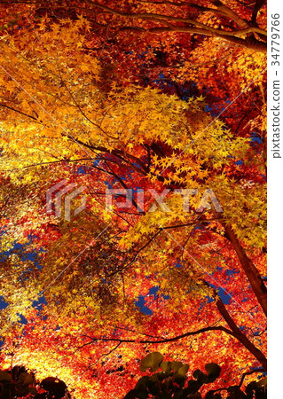 Kuribayashi公園 Kuribayashi公園 34779766