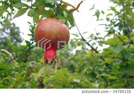 Himezakuro Himezakuro 34780138