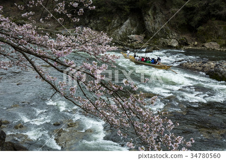 櫻桃樹在Hozu峽谷 櫻桃樹在Hozu峽谷 34780560