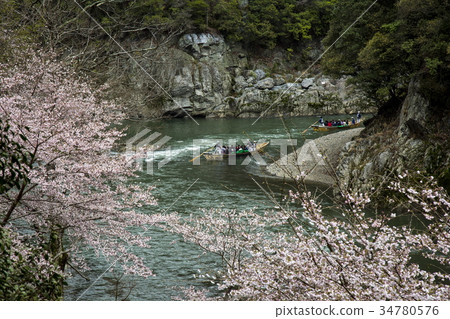 櫻桃樹在Hozu峽谷 櫻桃樹在Hozu峽谷 34780576