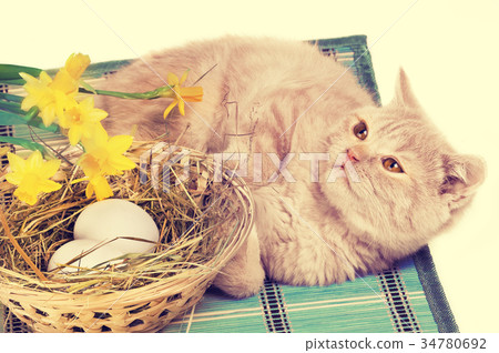 kitten lying on a basket with colored eggs 34780692