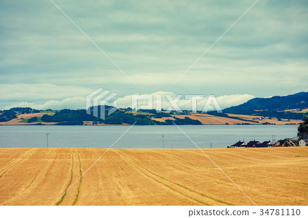 Mountain landscape with wheat field and fjord 34781110