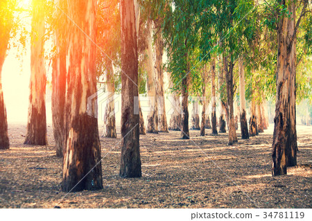 Grove of eucalyptus trees Grove of eucalyptus trees 34781119