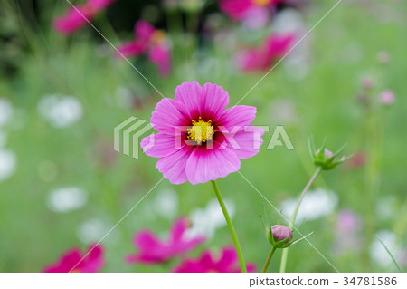 Red cosmos blooming on the hill of Cosmos at Kobe general athletic park 34781586