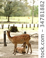 Deer parent and child Deer parent and child 34781882