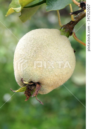 Pre-harvest quince (Smyrna) fruit 34782007