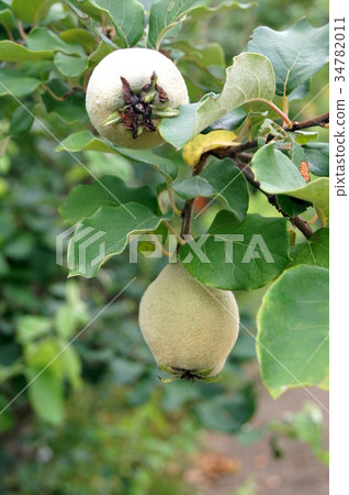 Pre-harvest quince (Smyrna) fruit Pre-harvest quince (Smyrna) fruit 34782011