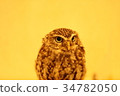 owl owl 34782050