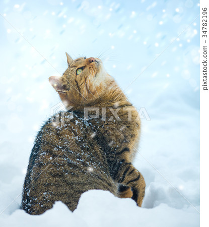 Cat with raised paw looking up on fallen snow Cat with raised paw looking up on fallen snow 34782196