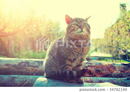 Happy cat sitting on logs in a garden at sunset Happy cat sitting on logs in a garden at sunset 34782199