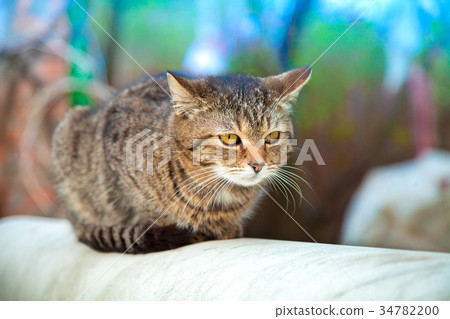Cat lying outdoor in the yard in summer Cat lying outdoor in the yard in summer 34782200