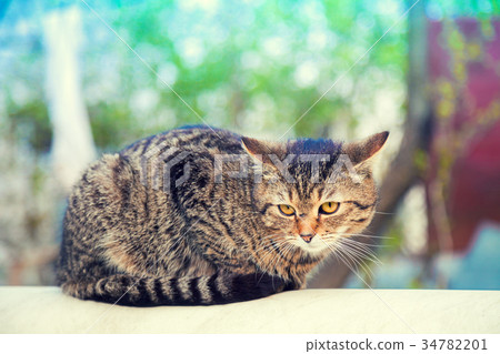 Cat lying outdoor in the yard in summer Cat lying outdoor in the yard in summer 34782201