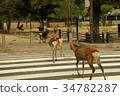 Deer across the pedestrian crossing Deer across the pedestrian crossing 34782287