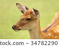 Close-up of deer Close-up of deer 34782290