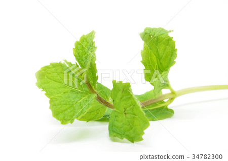 Fresh mint leaves 34782300