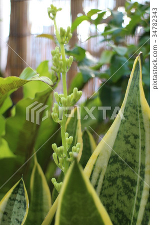 Tolanoo（Sansuveria）的花蕾 34782343