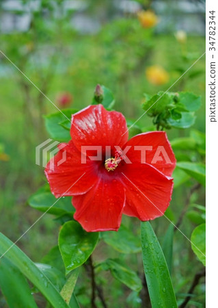 佛教花，布什嗚嗚，芙蓉（芙蓉） 34782344