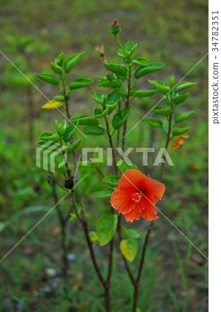 Buddhist Flower, Bush Wooge, Hibiscus (Hibiscus) 34782351