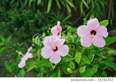 Pink Hibiscus flower (Hibiscus) 34782352