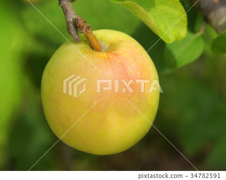 Apple before harvest 34782591