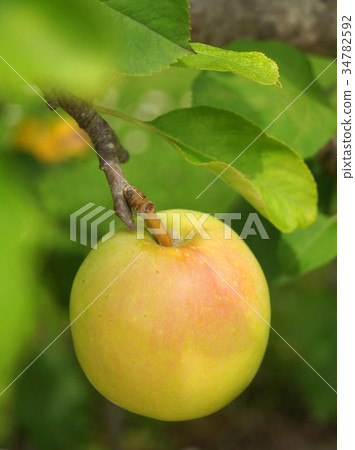 Apple before harvest Apple before harvest 34782592