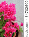Bougainvillea 34782600