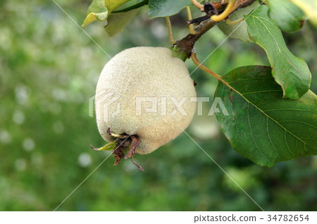 Pre-harvest quince (Smyrna) fruit 34782654