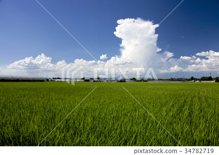 夏季農村風光 34782719