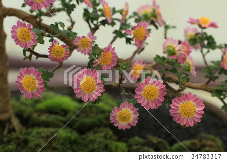 菊花 菊花 34783317