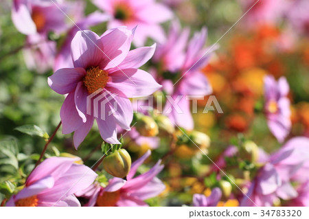 full bloom! Emperor Dahlia full bloom! Emperor Dahlia 34783320